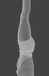 posturas del yoga:asana sobre la cabeza