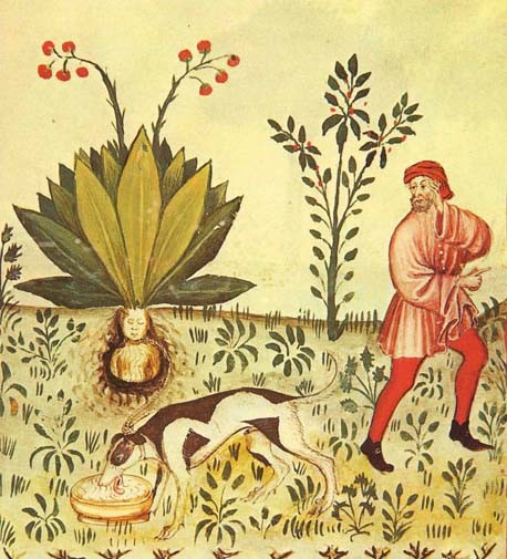 Plantas mágicas: antiguo dibujo sobre la mandrágora
