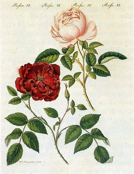 Rituales con rosas