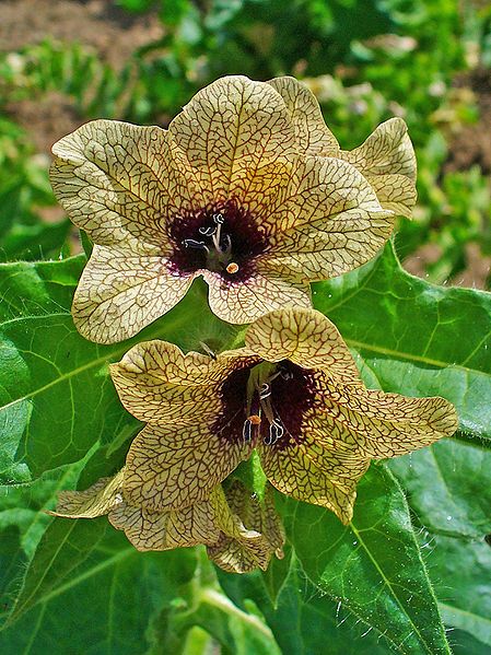 Las plantas de poder