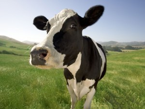 la-vaca