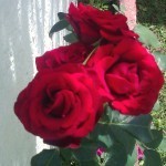 Hechizo de amor con rosas rojas